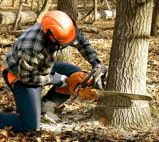 Tree Removal in Lincoln, MI